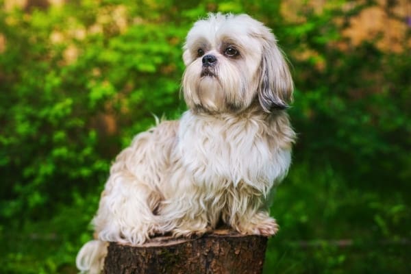 A cream Shih Tzu sitting on a tree stump.