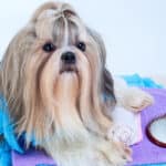 Giving Your Shih Tzu a Bath the Right Way: What To Know