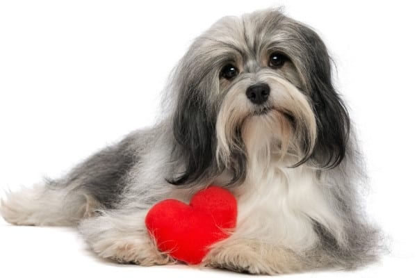 A silver Havanese dog lying next to a red heart pillow against a white background.