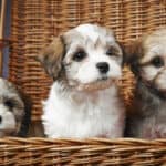 Three Havanese puppies peeking out of a picnic basket.