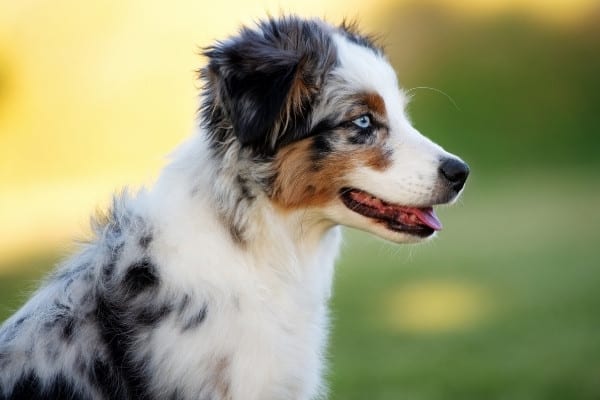 A side view of a tricolored Mini Aussie juvenile.