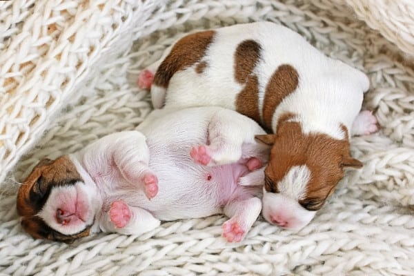 Two tiny brown-and-white newborn puppies sleeping on a white blanket.