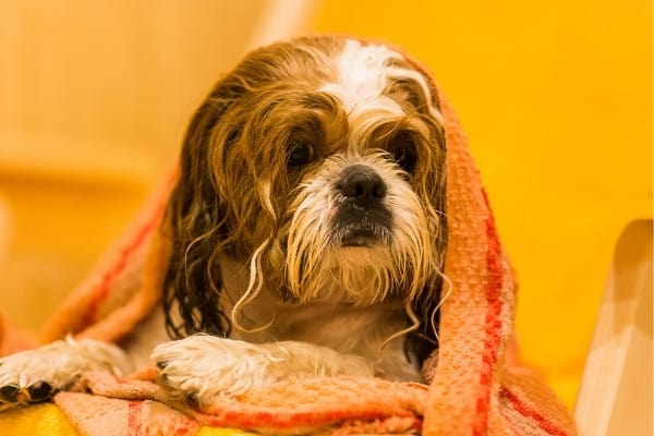 A Shih Tzu still wet from a bath wrapped in an orange towel.