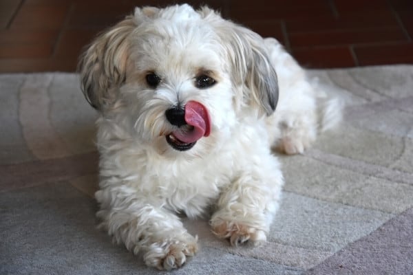 A young white Havanese dog licking his lips while lying on the floor.
