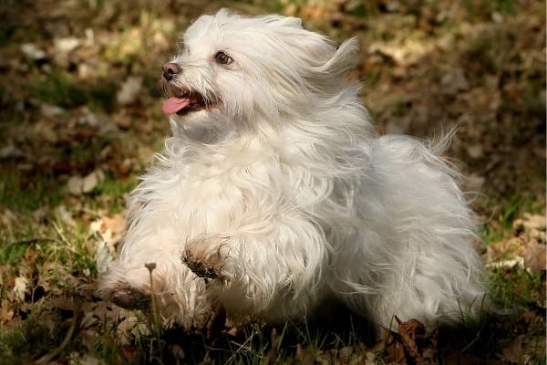 An adult Havanese with a pure white coat bounding through the woods.