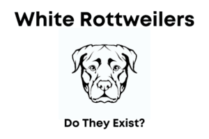 White Rottweilers - Do They Exist