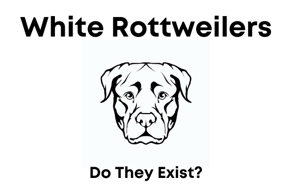 White Rottweilers - Do They Exist