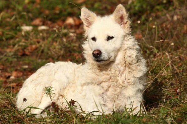 A white mudi dog resting in long grass and weeds.
