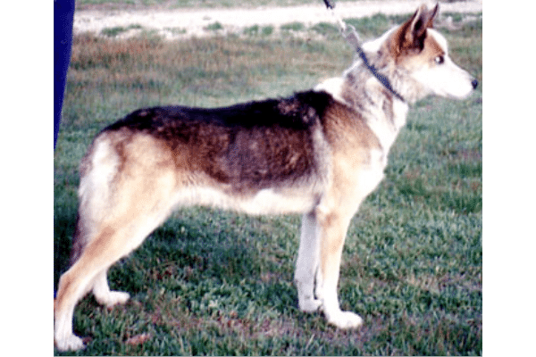 are seppala siberian sleddogs good guard dogs