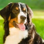 A Bernese mountain dog looking off to the side while sitting on the grass.