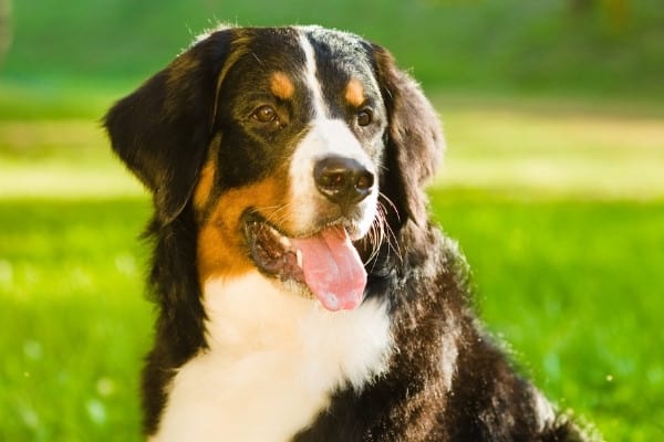 A Bernese mountain dog looking off to the side while sitting on the grass.