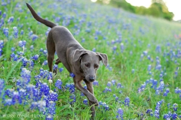 A blue Lacy dog running through a field covered with blue flowers.