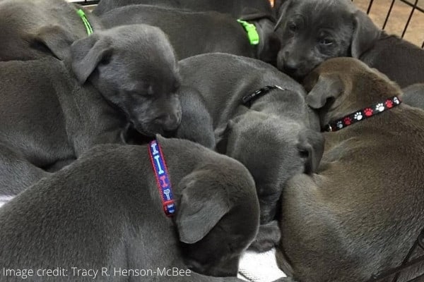 A litter of Blue Lacy puppies in a crate.