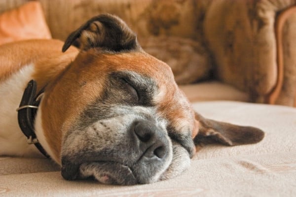 An older Boxer dog sleeping on the floor.