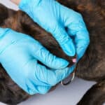 A brindle French Bulldog being examined by a vet for a wart on his neck.