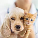 A Cocker Spaniel puppy and an orange kitten being held together by a vet.