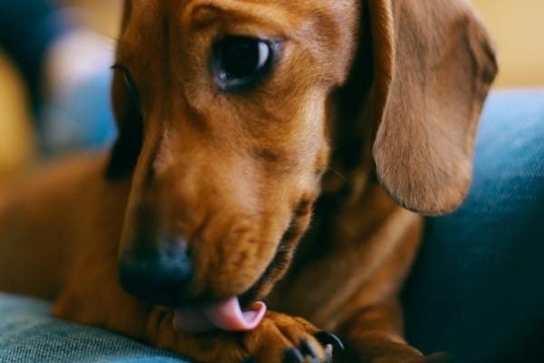 A cute Dachshund puppy licking one of his front paws.