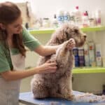 A cute Doodle dog getting a trim by a female groomer.