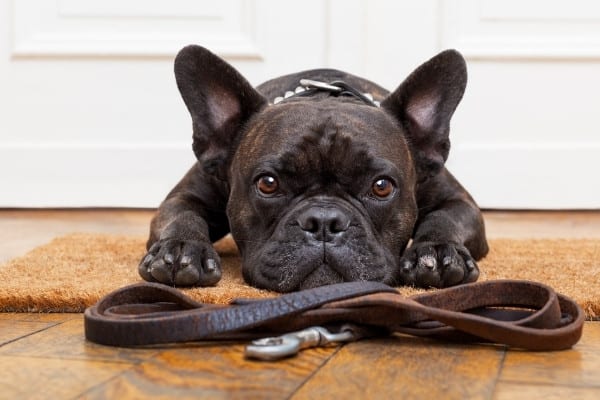 A brindle French bulldog lying on a mat by the door with his leash.