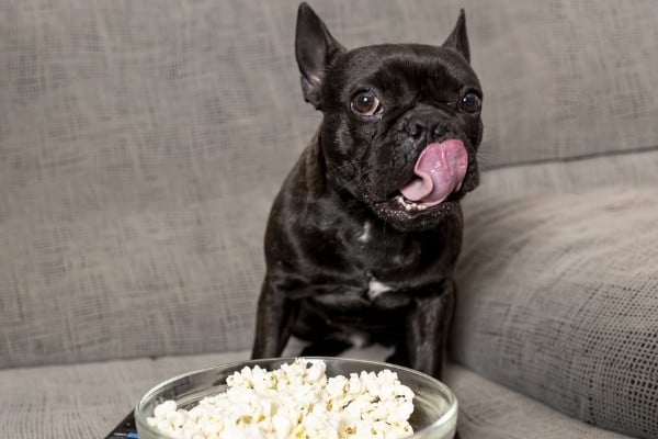 A black French bulldog sitting on a gray couch with a bowl of popcorn and the remote.