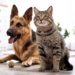 A German shepherd and cat sitting together indoors with a small cat toy between them.