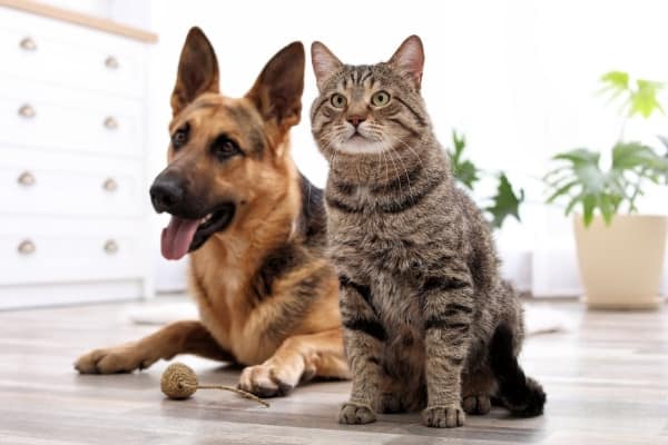 A German shepherd and cat sitting together indoors with a small cat toy between them.