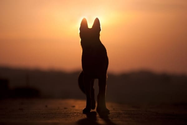 A German Shepherd silhouetted by a sunset behind him.