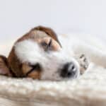 A Jack Russell terrier passed out on a white blanket.