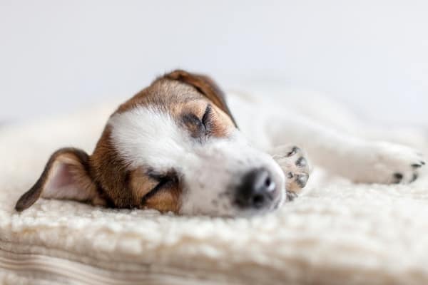 A Jack Russell terrier passed out on a white blanket.