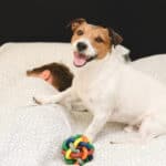 A Jack Russell terrier trying to wake up a young boy in bed.