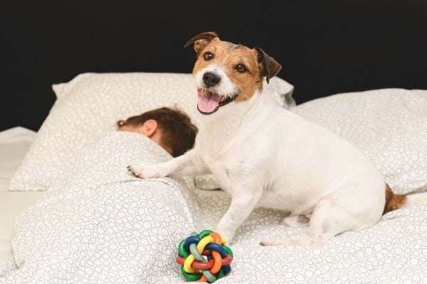 A Jack Russell terrier trying to wake up a young boy in bed.