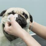 A woman using a wipe to clean a Pug's facial wrinkles.