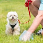 A man using a gloved hand to pick up after his small white dog.