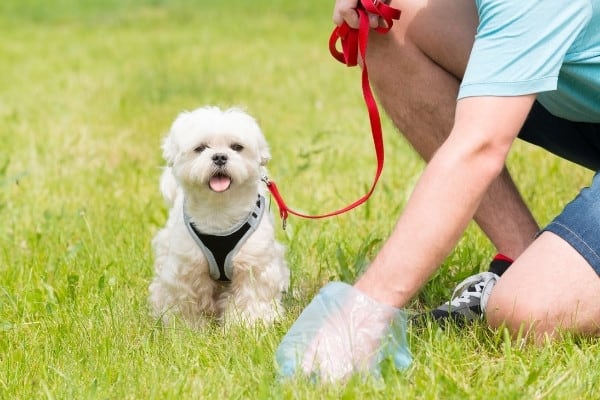 A man using a gloved hand to pick up after his small white dog.