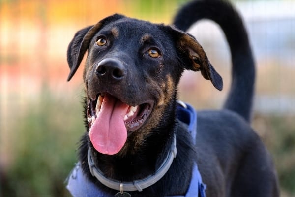 A black-and-tan mixed breed dog wearing a flea collar and a harness.