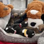 Snuggle Puppy: Washing & Drying Directions + Tips for Using (2023)