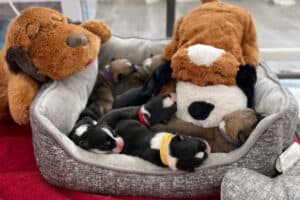 Puppies with a Snuggle Puppy