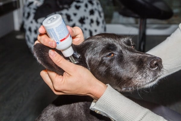 A woman placing ear drops in the ear of her black dog.