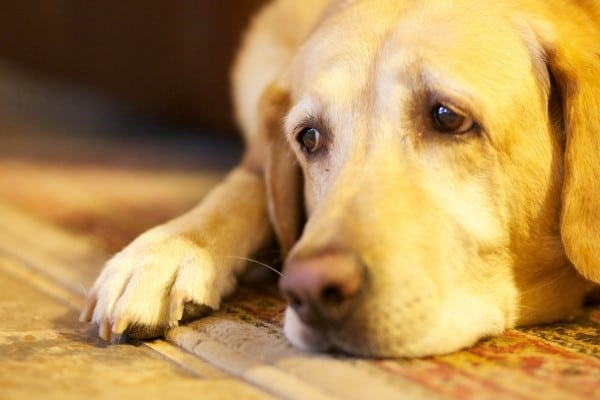 A yellow lab lying on the floor looking sad.