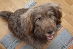 A scruffy brown dog sitting on a small area rug looking up expectantly.