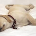 A yellow Labrador puppy sleeping on a bed on top of a white comforter.