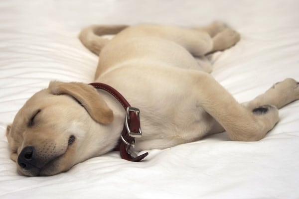 A yellow Labrador puppy sleeping on a bed on top of a white comforter.