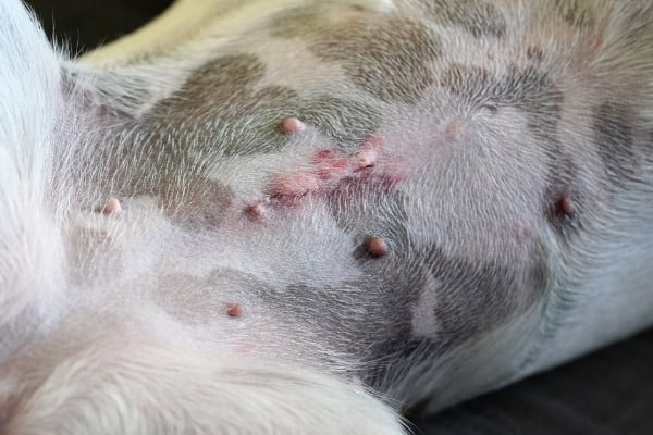 An incision from a spay surgery well on its way to being healed completely.