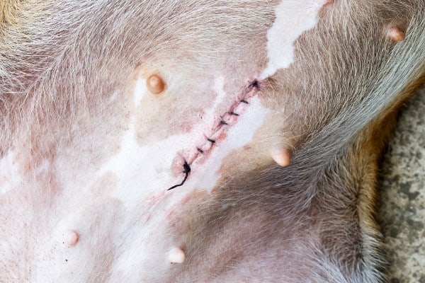 Recent spay incision with stitches still in place.