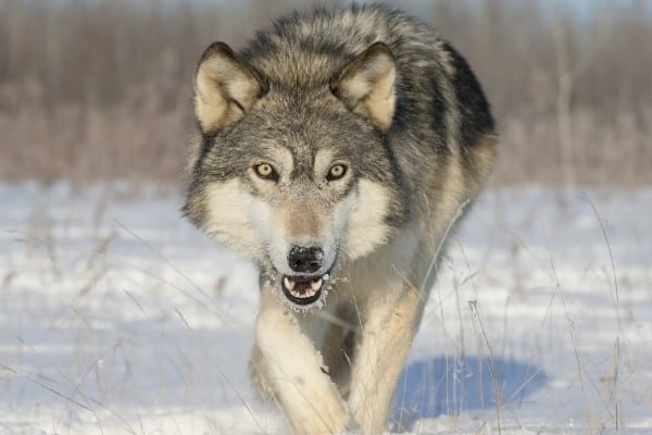 Front view of a large timber wolf walking in the snow.
