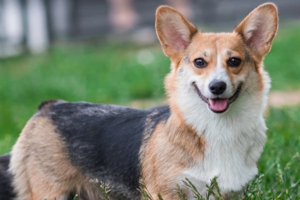 A Pembroke Corgi with a tricolor coat standing on a lawn.