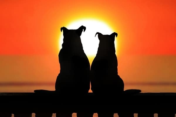 Two dogs sitting side by side watching the sun set.