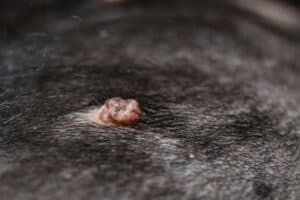 An up-close look at a wart on the back of a black dog.