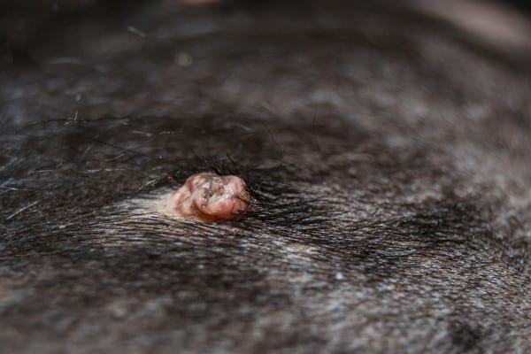 An up-close look at a wart on the back of a black dog.