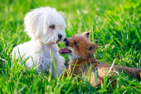 A cute white dog interacting with a young fox in a grassy field.
